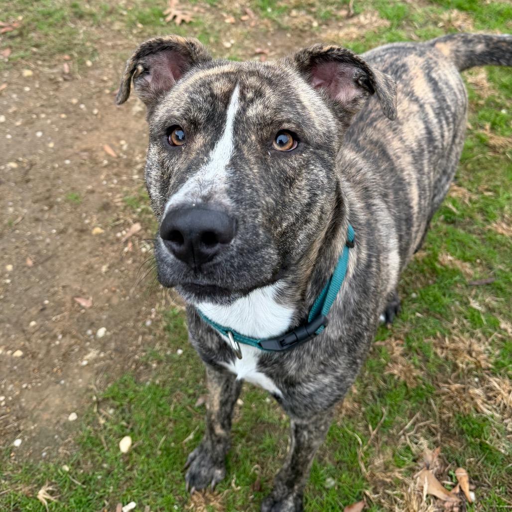 Enlarge Ace (Jones), a Adoptable mixed breed in Montgomery, AL image 2/5