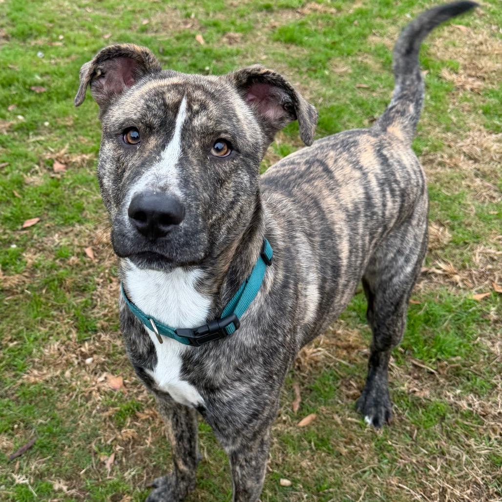 Enlarge Ace (Jones), a Adoptable mixed breed in Montgomery, AL image 3/5