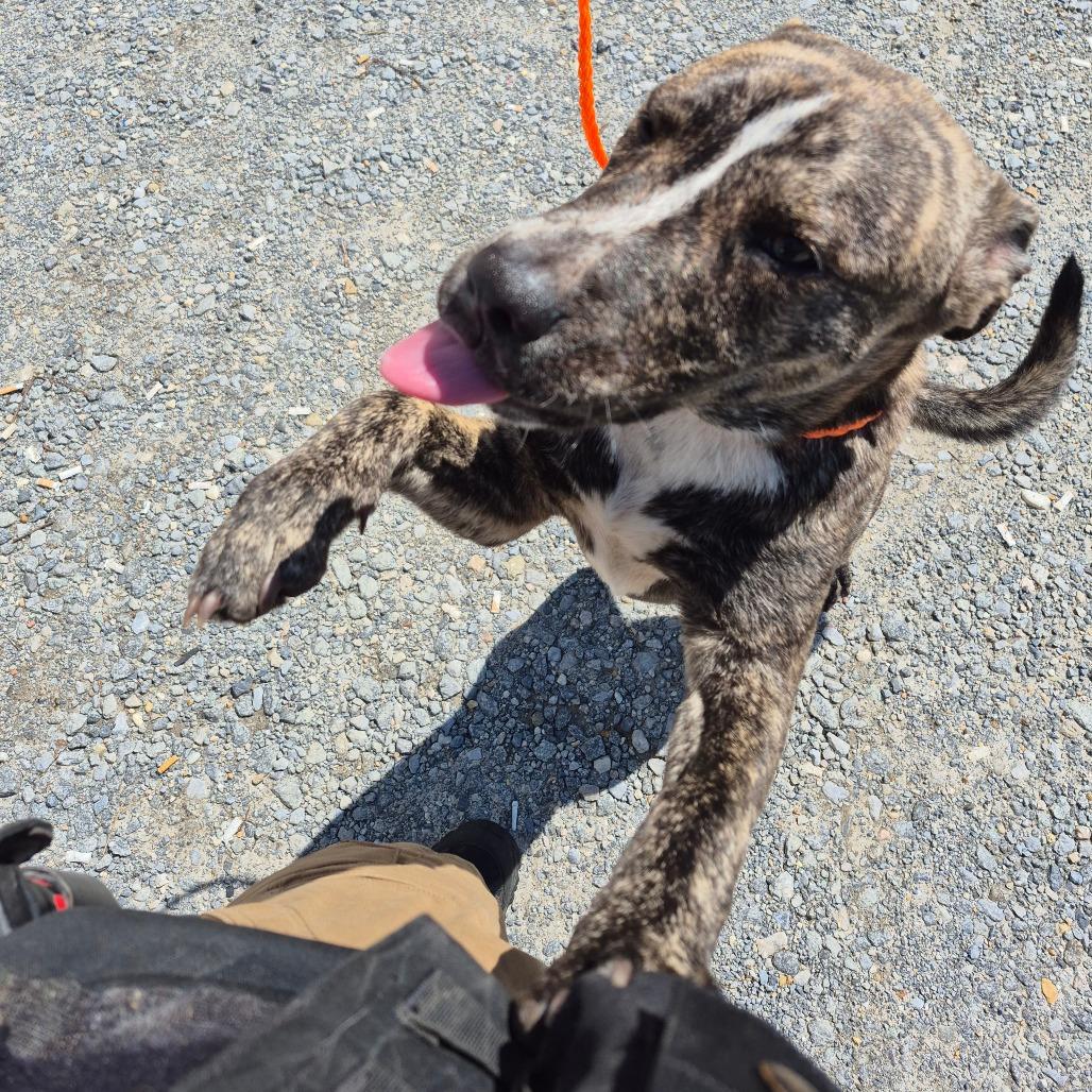 Enlarge Ace (Jones), a Adoptable mixed breed in Montgomery, AL image 4/5