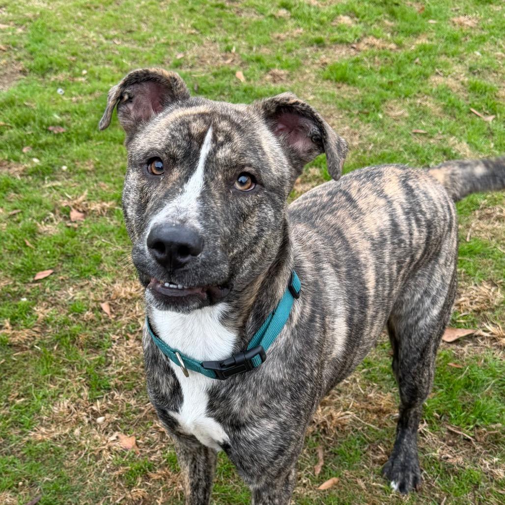 Enlarge Ace (Jones), a Adoptable mixed breed in Montgomery, AL image 5/5