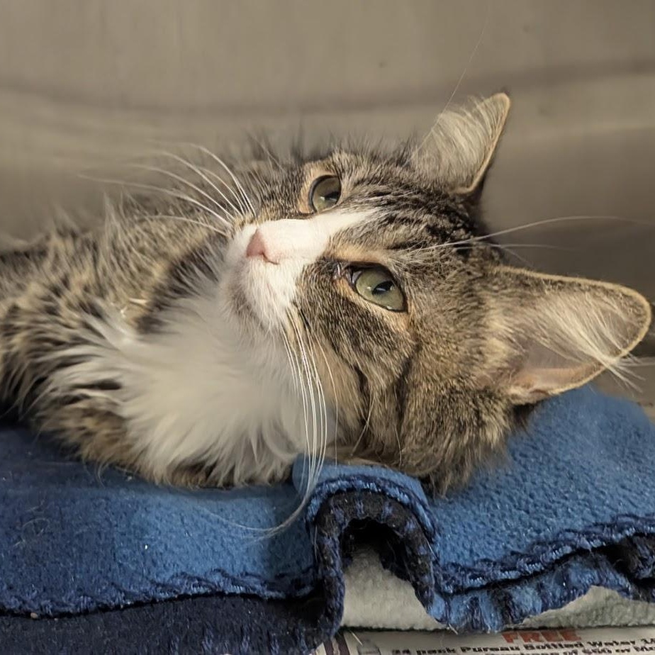 Cinderella thumbnail 3