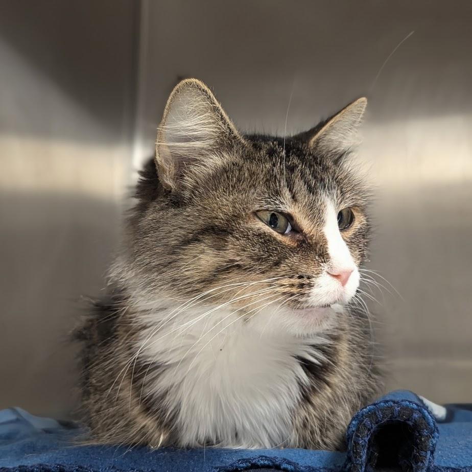 Cinderella thumbnail 2