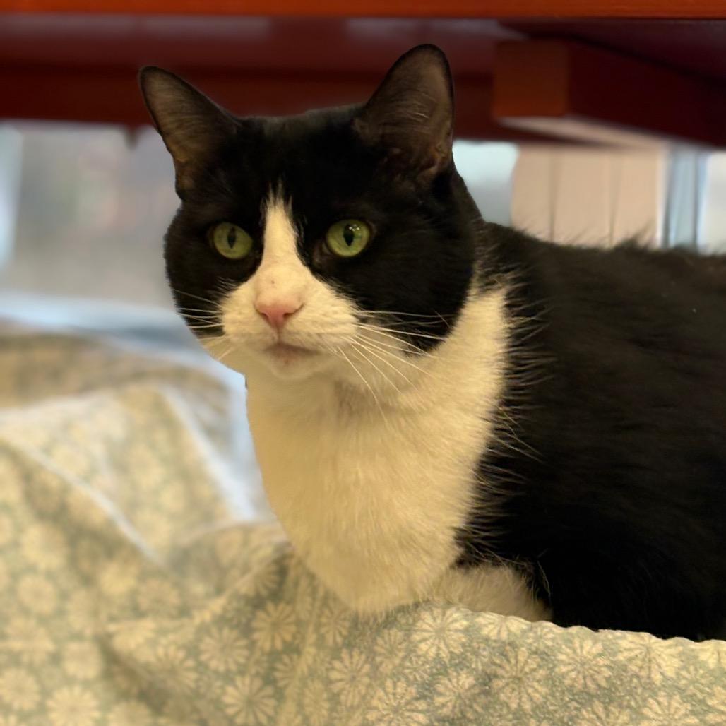 Princess, Adoptable, Senior Female Domestic Short Hair.