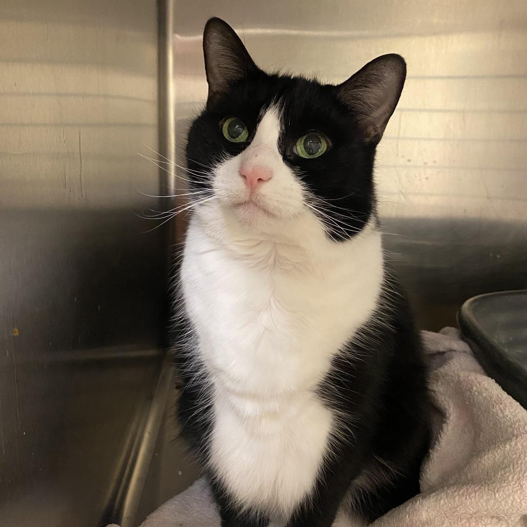 Enlarge Princess, a Adoptable Domestic Short Hair in Bedford, NH image 2/6