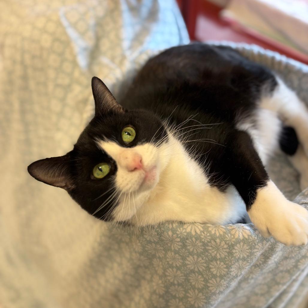 Enlarge Princess, a Adoptable Domestic Short Hair in Bedford, NH image 3/6