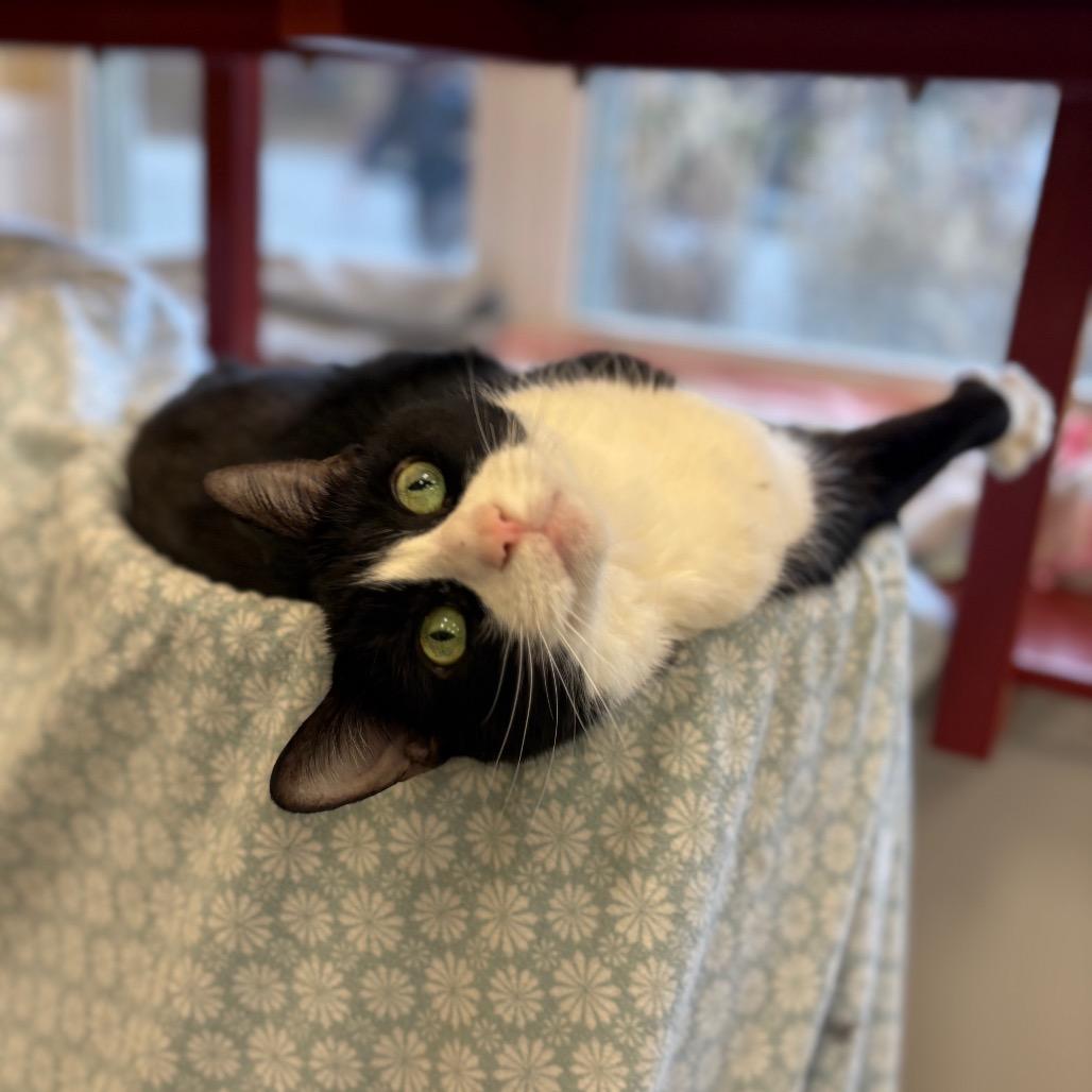 Enlarge Princess, a Adoptable Domestic Short Hair in Bedford, NH image 4/6