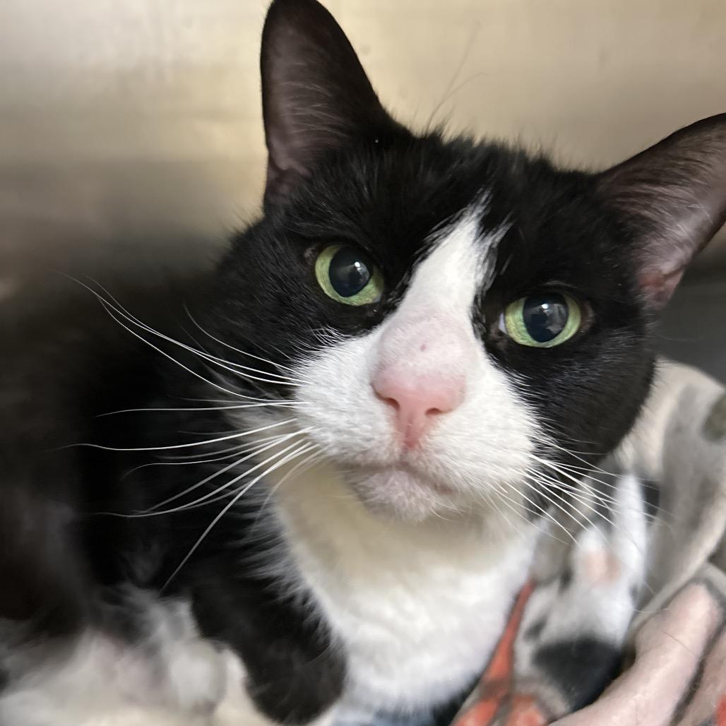 Enlarge Princess, a Adoptable Domestic Short Hair in Bedford, NH image 5/6