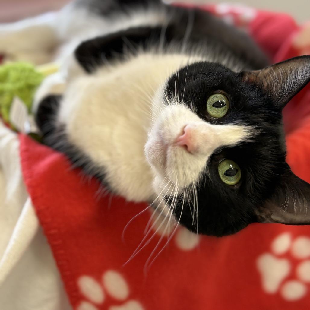 Enlarge Princess, a Adoptable Domestic Short Hair in Bedford, NH image 6/6