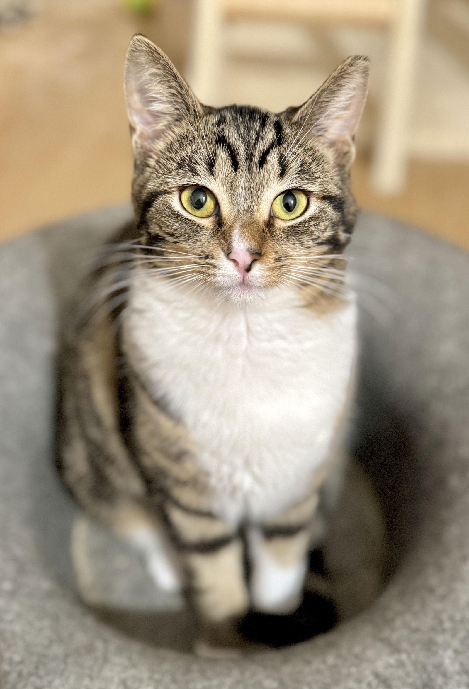 Trinket & Tchotchke - twin tabby kittens, Adoptable, Young Male Tabby & Domestic Short Hair.