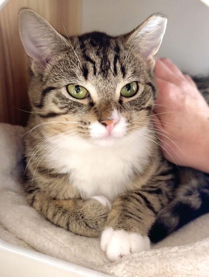 Enlarge Trinket & Tchotchke - twin tabby kittens, a Adoptable mixed breed in San Luis Obispo, CA image 2/2