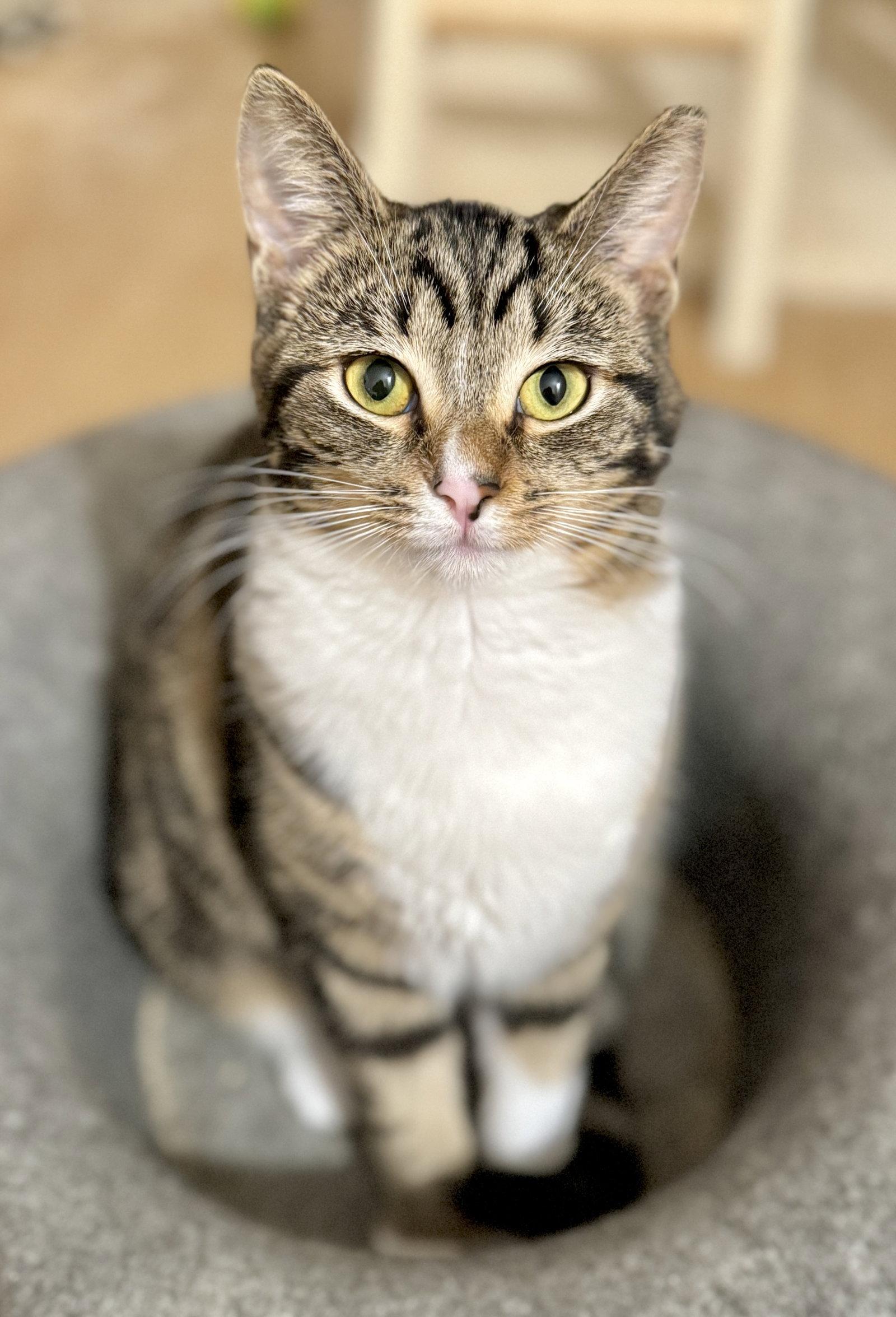 Enlarge Trinket & Tchotchke - twin tabby kittens, a Adoptable mixed breed in San Luis Obispo, CA image 1/2