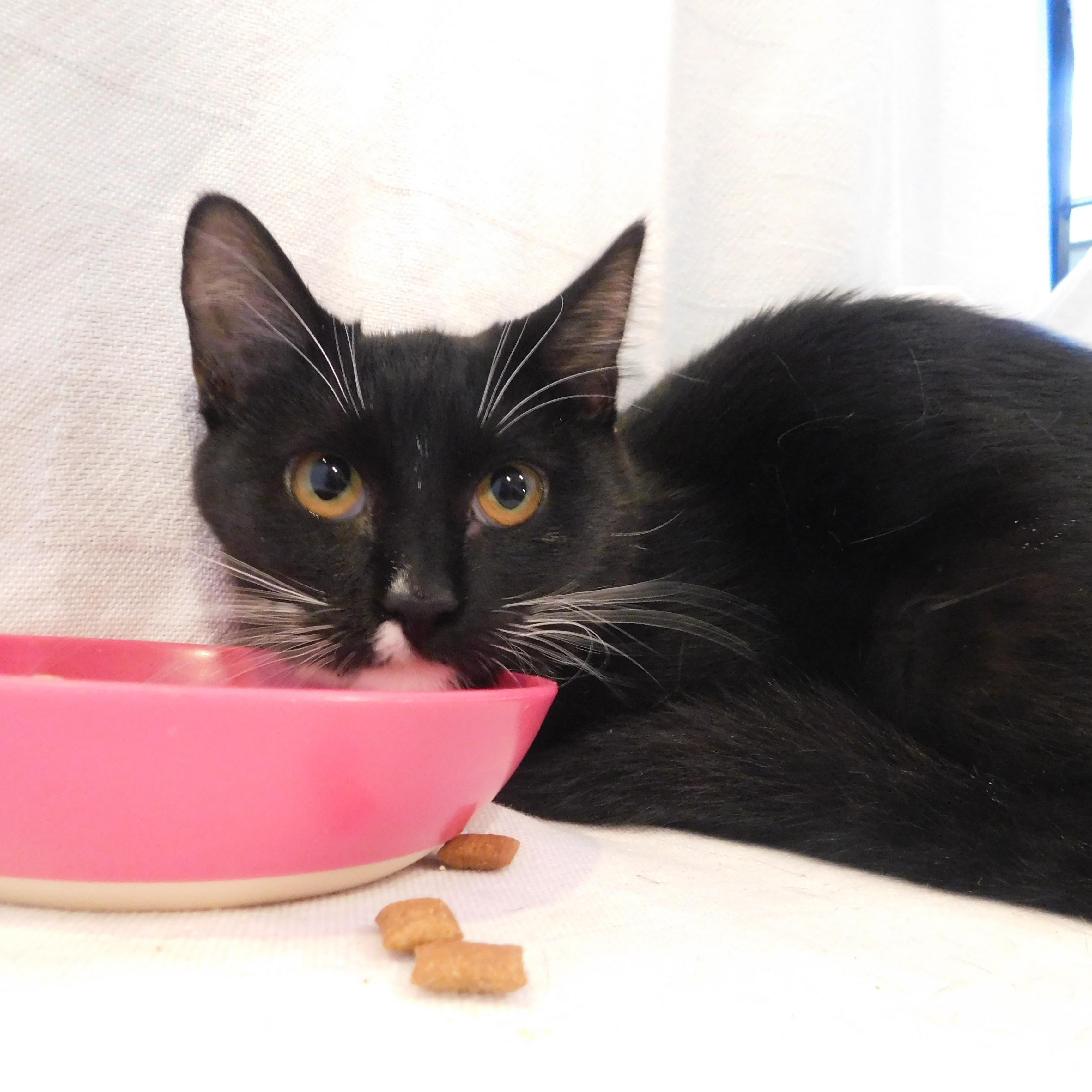 Enlarge Elizabeth, a Adoptable Domestic Short Hair in Bowdoin, ME image 1/3