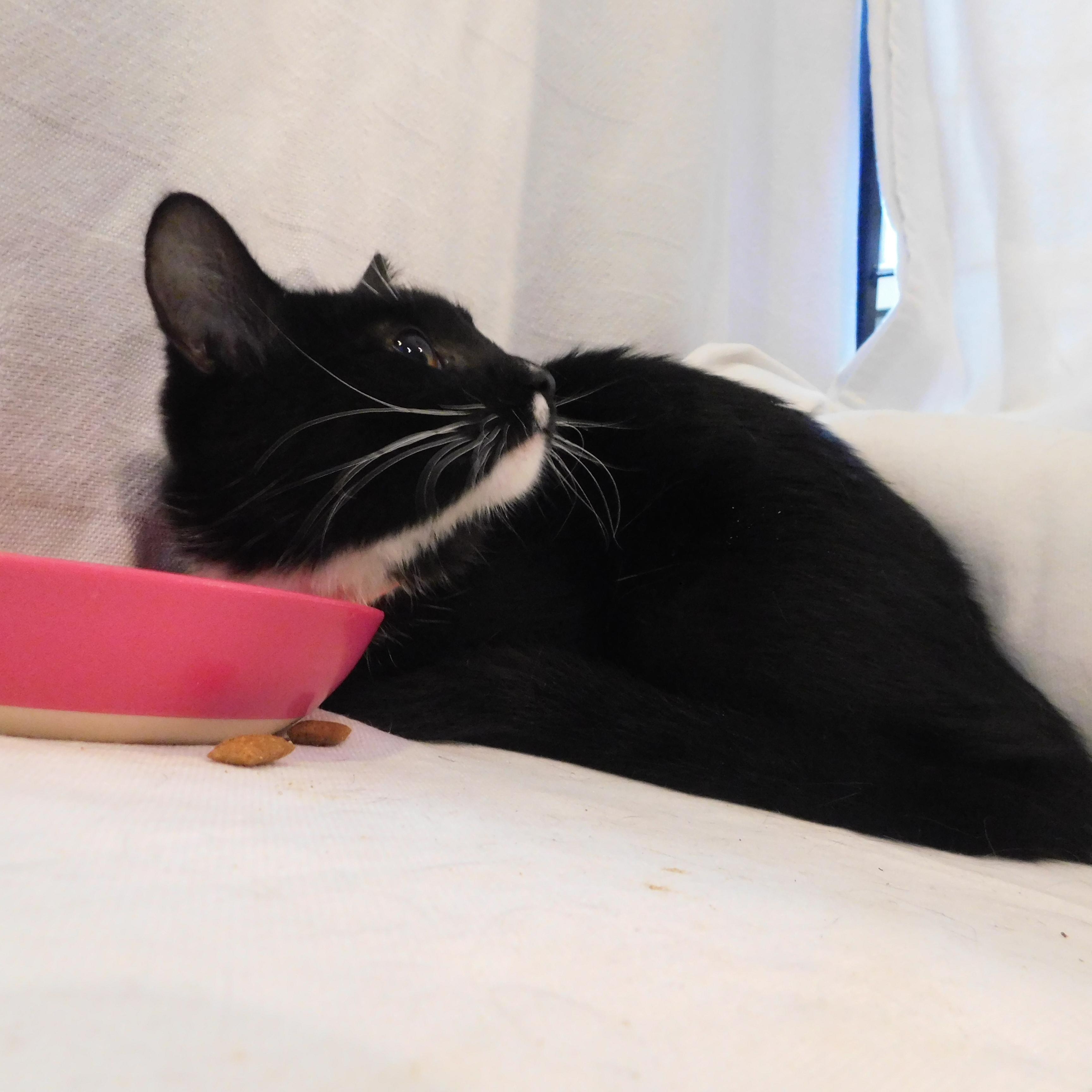 Enlarge Elizabeth, a Adoptable Domestic Short Hair in Bowdoin, ME image 2/3