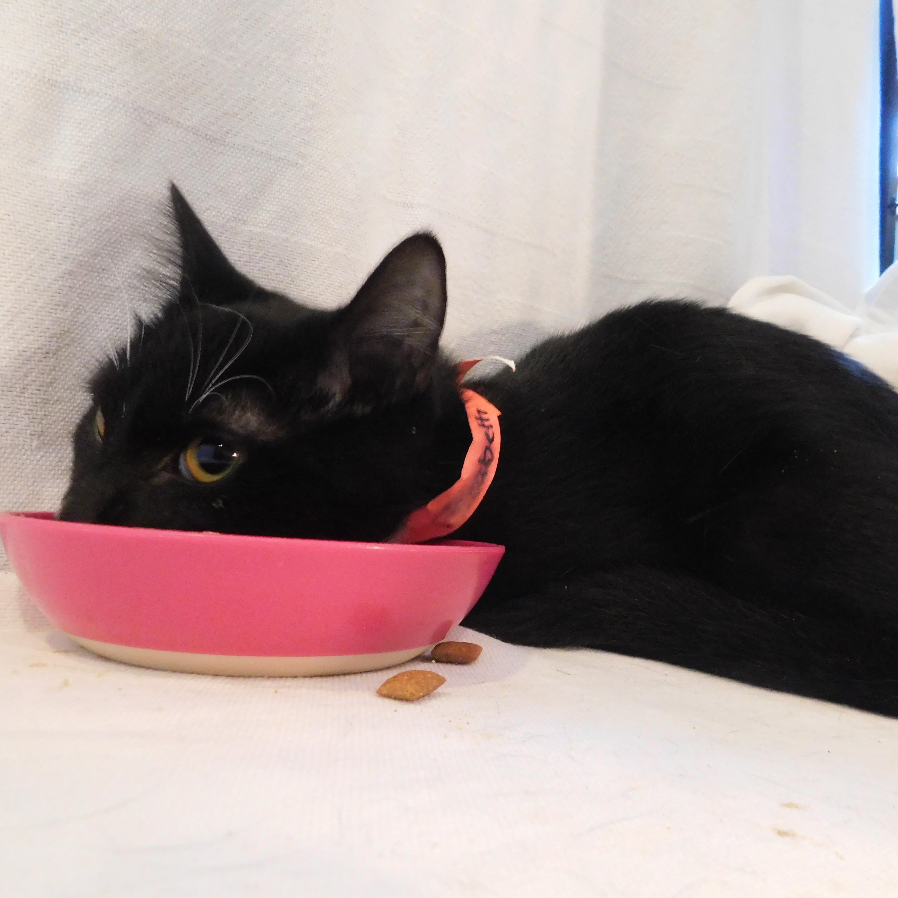 Enlarge Elizabeth, a Adoptable Domestic Short Hair in Bowdoin, ME image 3/3