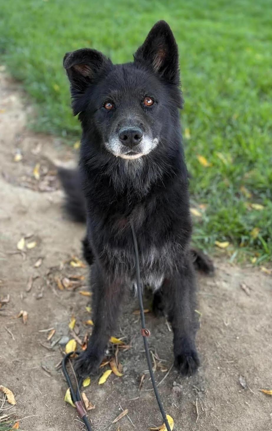Caspian, a Adoptable Chow Chow in Davis, CA image 1/3