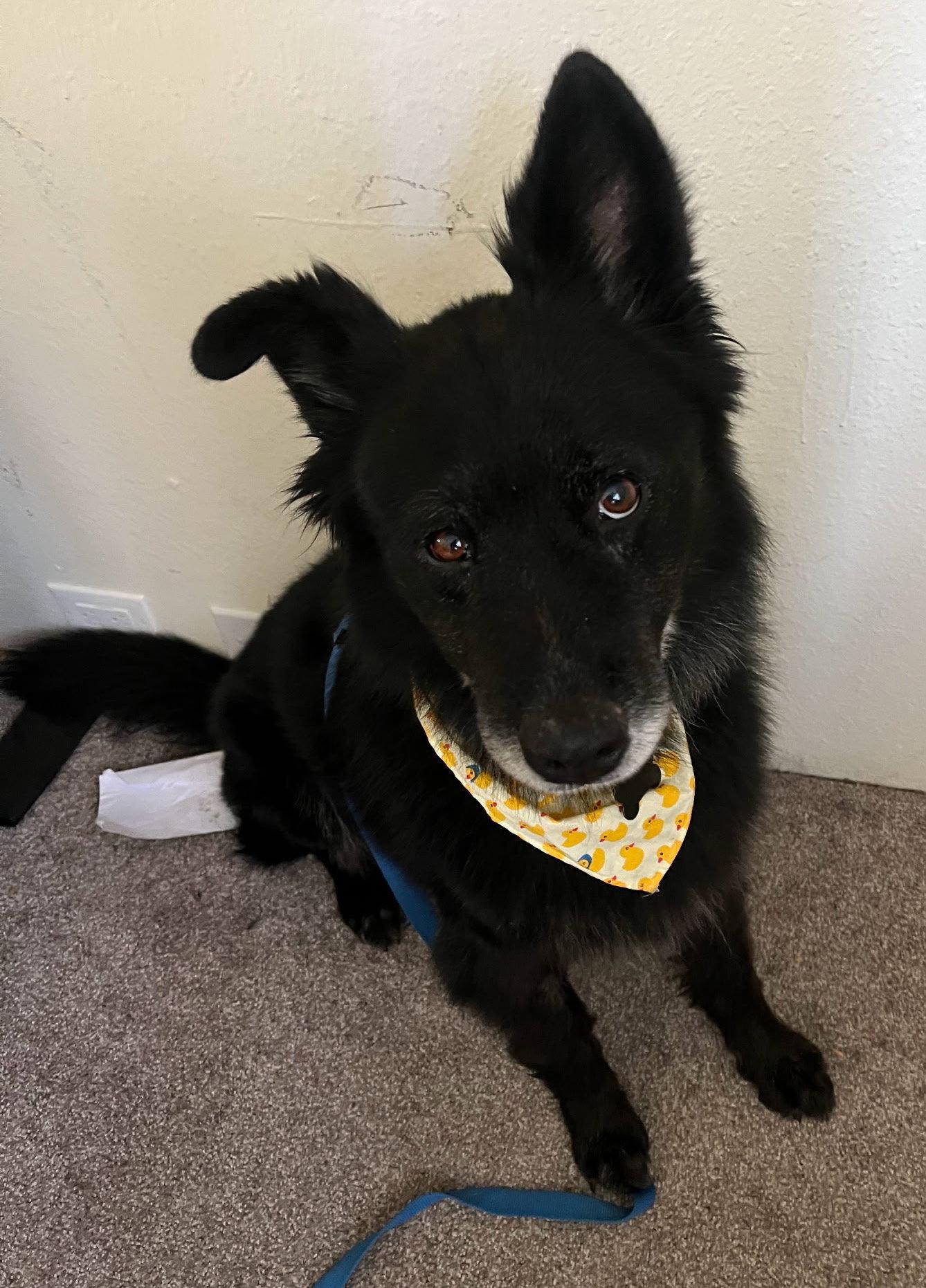 Caspian, a Adoptable Chow Chow in Davis, CA image 2/3