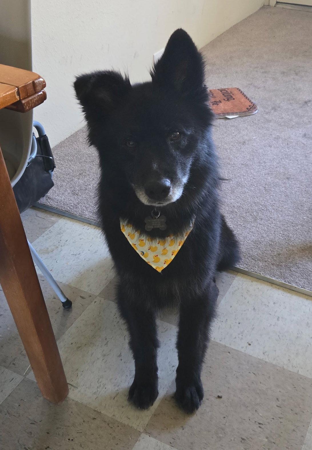 Caspian, a Adoptable Chow Chow in Davis, CA image 3/3