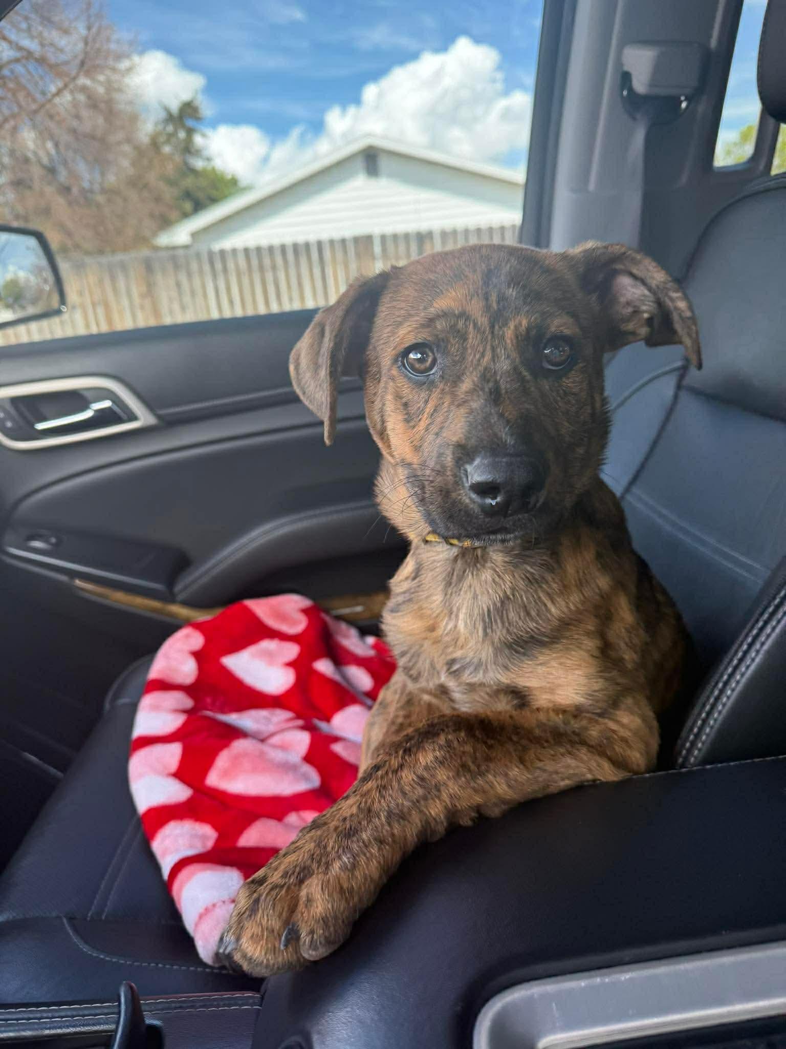 Marlee, Adoptable, Puppy Female Pit Bull Terrier.