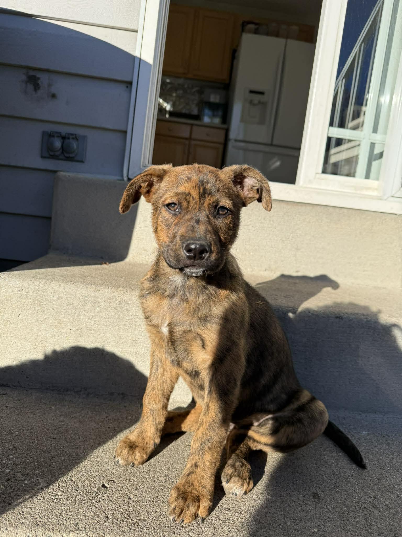 Enlarge Frankie girl, a Adoptable Pit Bull Terrier in Midway, UT image 1/1
