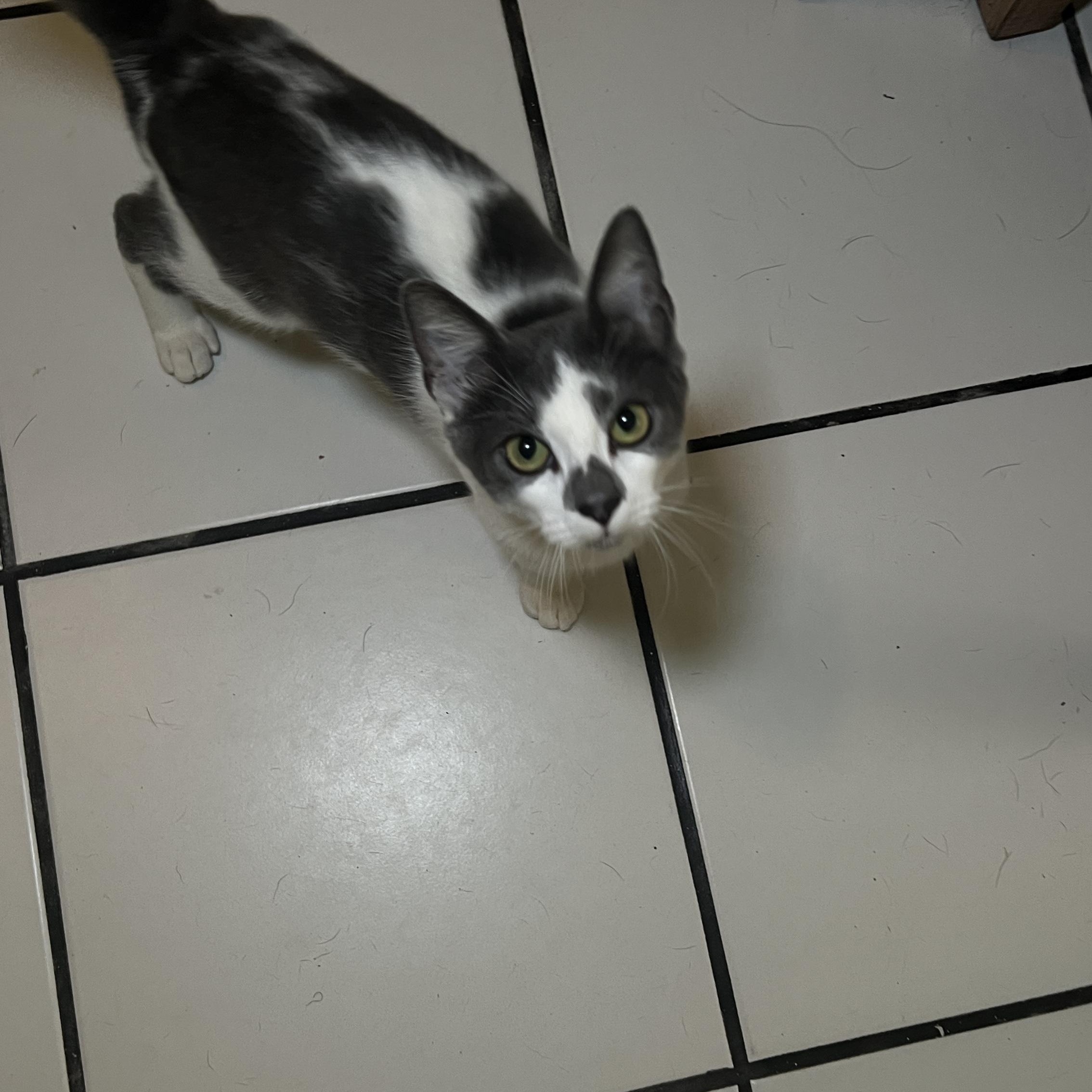 Gio, Adopted, Young Male Domestic Short Hair.