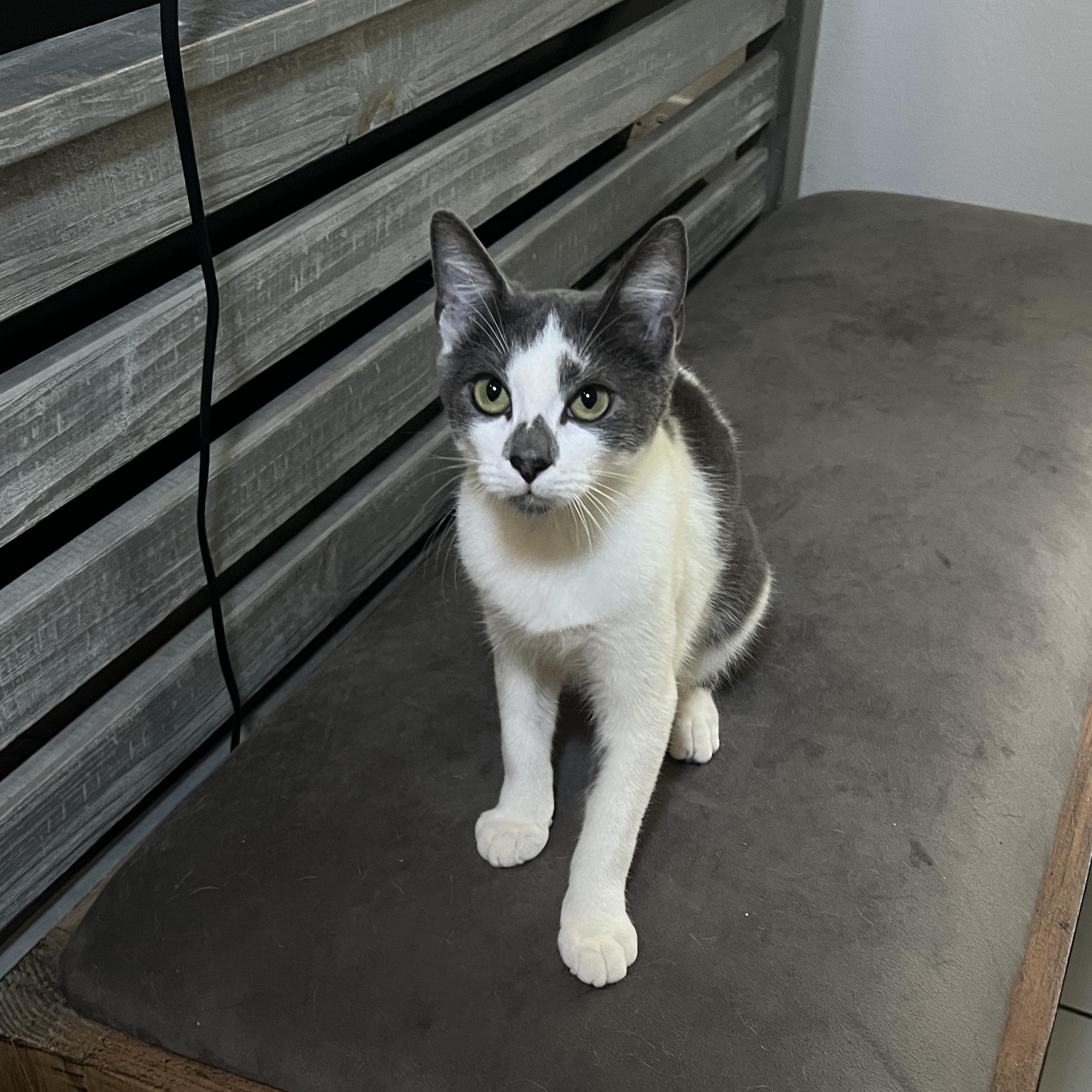 Gio, Adopted, Young Male Domestic Short Hair.