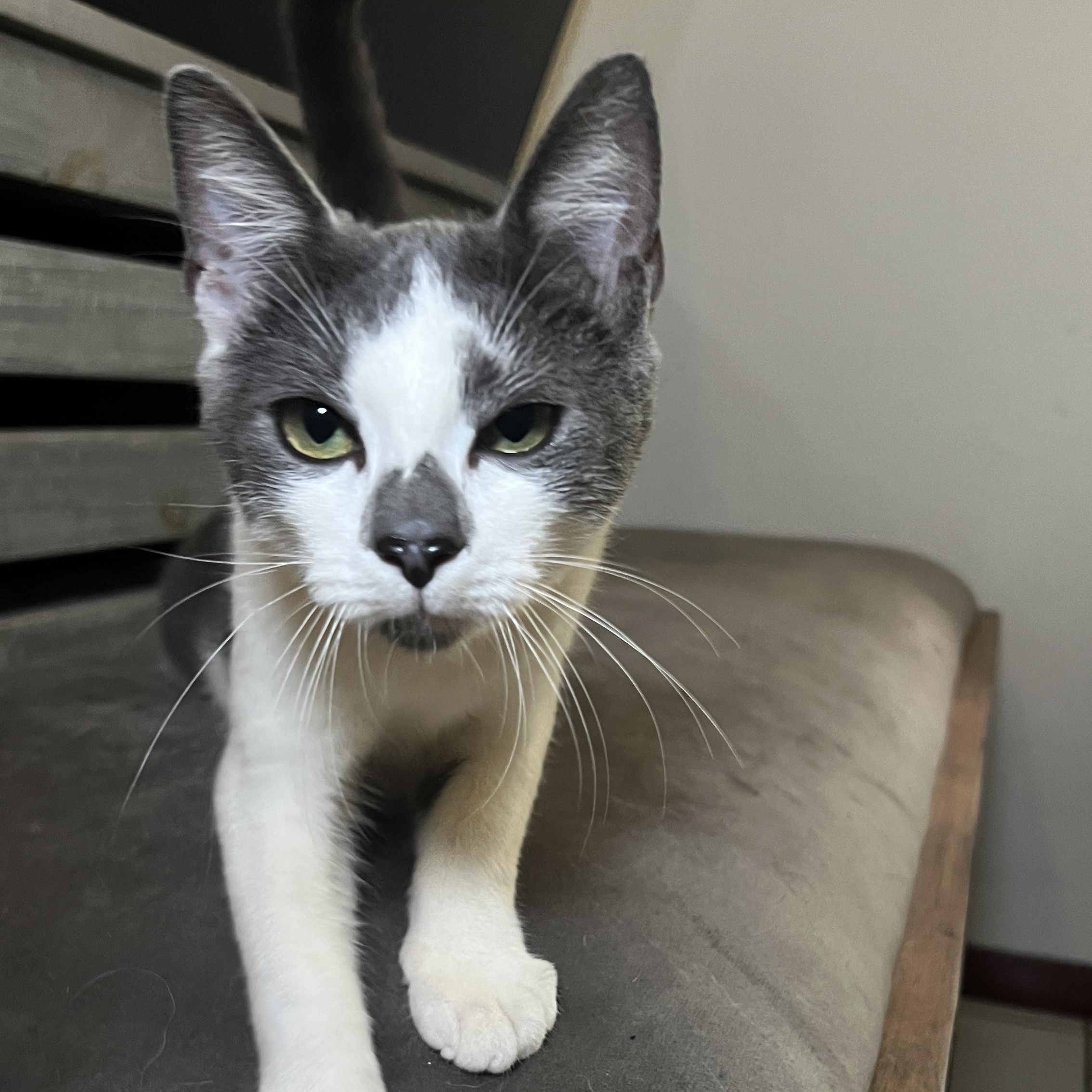 Enlarge Gio, a Adopted Domestic Short Hair in Jersey City, NJ image 4/4