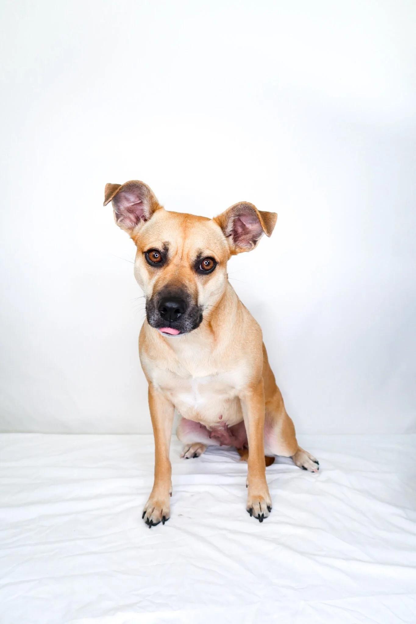 Enlarge Judy Hopps, a ADOPTABLE mixed breed in Bixby, OK image 1/4