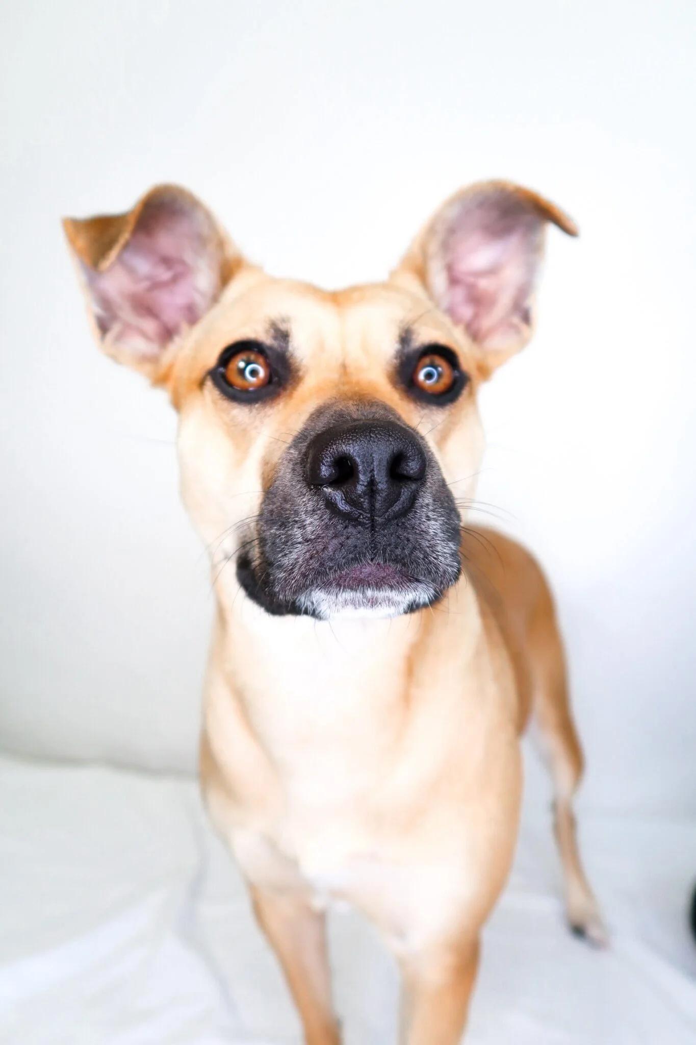 Enlarge Judy Hopps, a ADOPTABLE mixed breed in Bixby, OK image 2/4