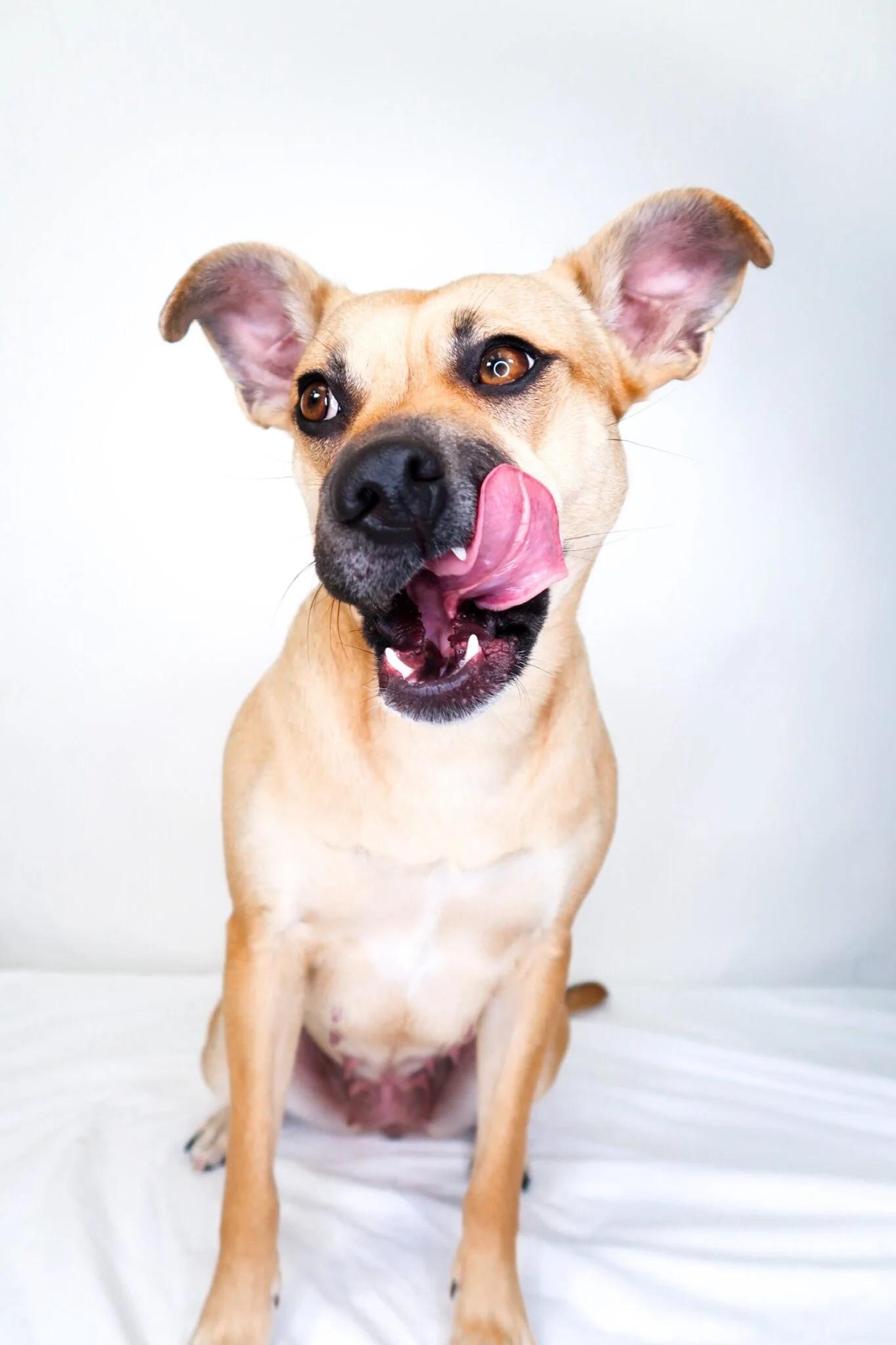 Enlarge Judy Hopps, a ADOPTABLE mixed breed in Bixby, OK image 3/4