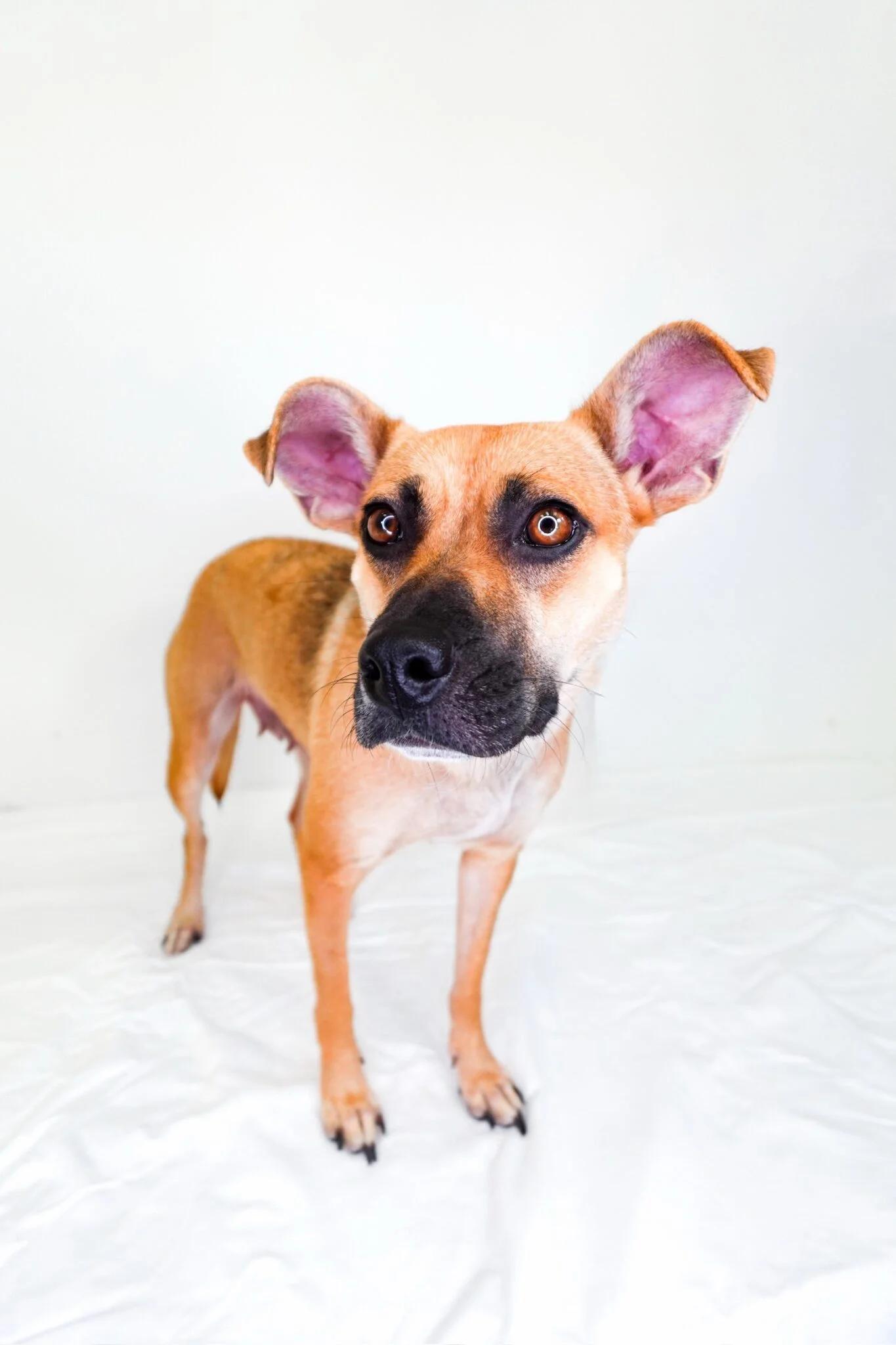 Enlarge Judy Hopps, a ADOPTABLE mixed breed in Bixby, OK image 4/4
