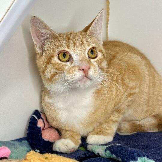 Mango, Adoptable, Young Male Domestic Short Hair.