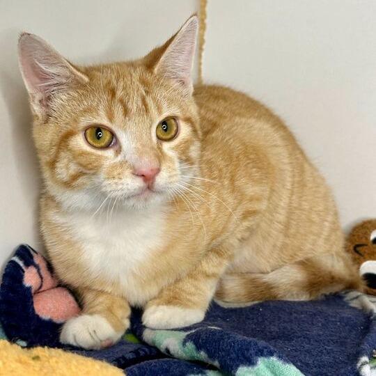Enlarge Mango, a Adoptable Domestic Short Hair in Matteson, IL image 2/2