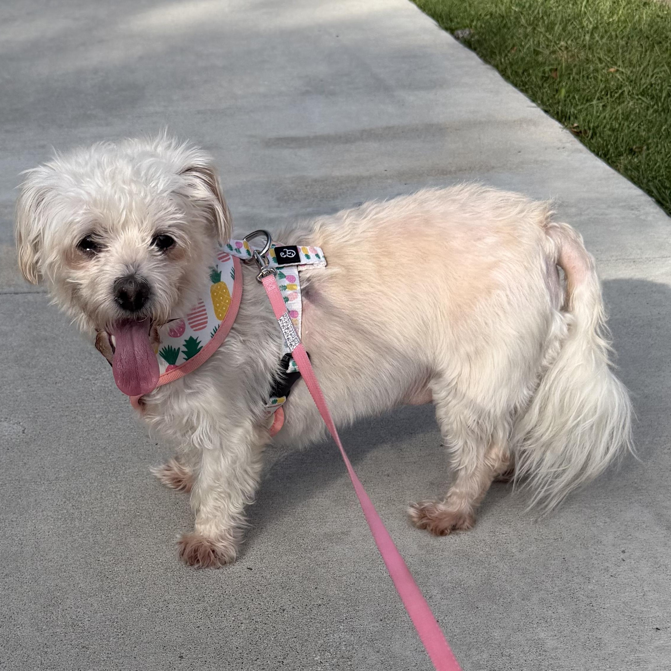 Enlarge Pippa, a Adoptable mixed breed in Omaha, NE image 5/6