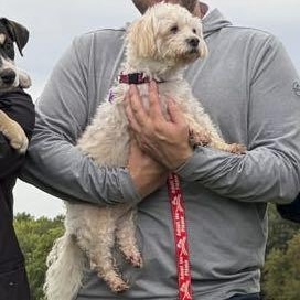 Enlarge Pippa, a Adoptable mixed breed in Omaha, NE image 4/6