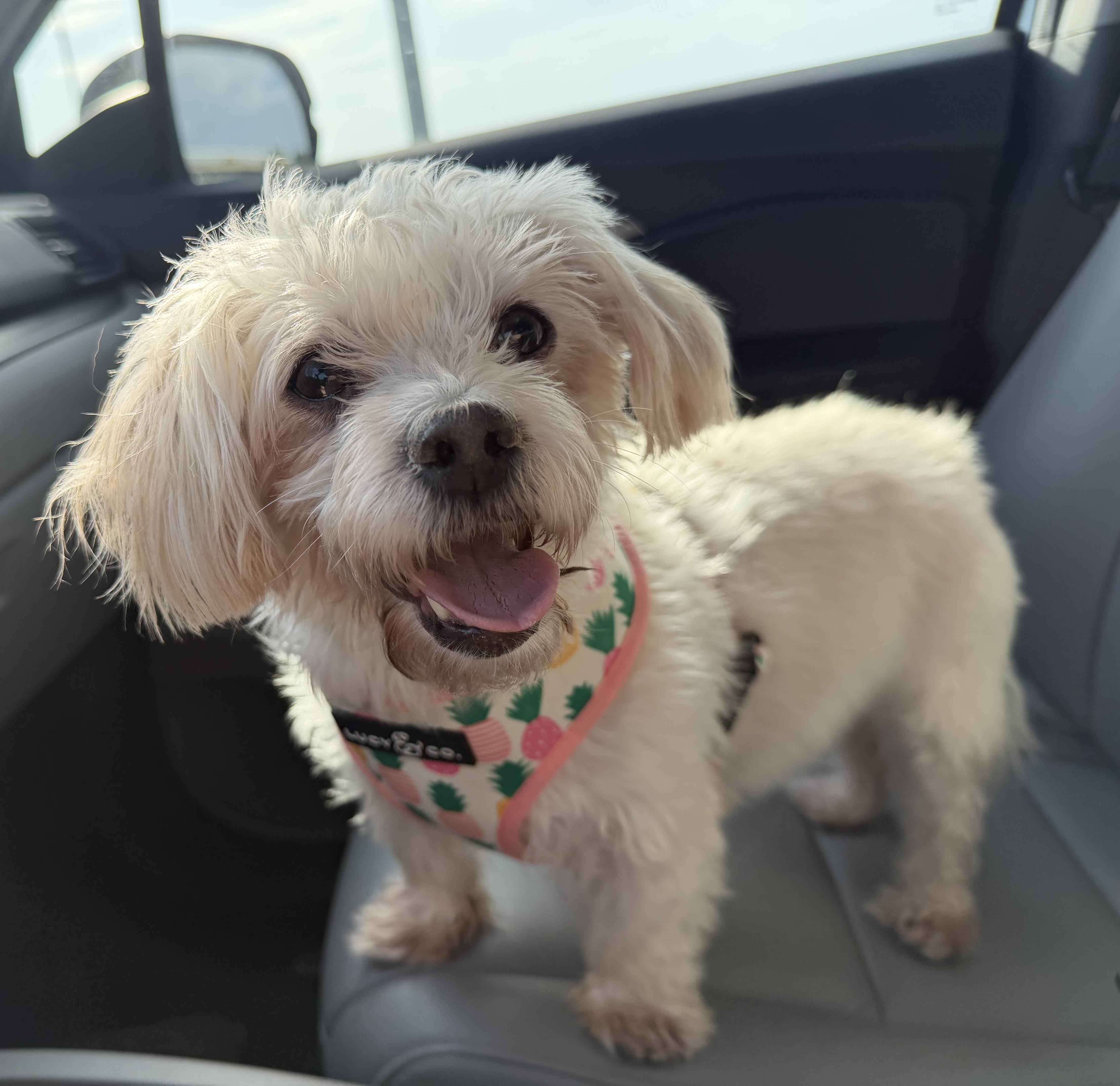 Pippa, Adoptable, Adult Female Miniature Poodle & Maltese.