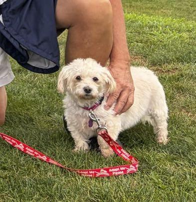 Enlarge Pippa, a Adoptable mixed breed in Omaha, NE image 3/6