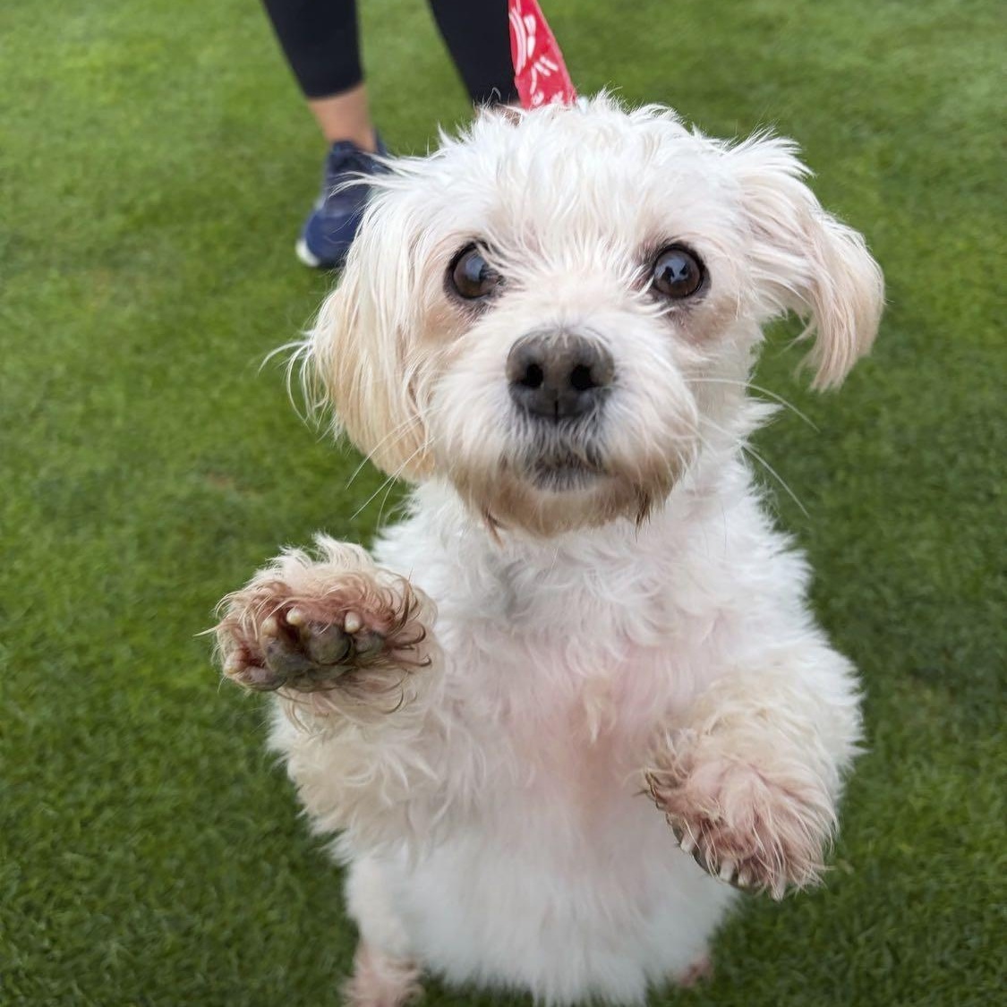 Enlarge Pippa, a Adoptable mixed breed in Omaha, NE image 2/6
