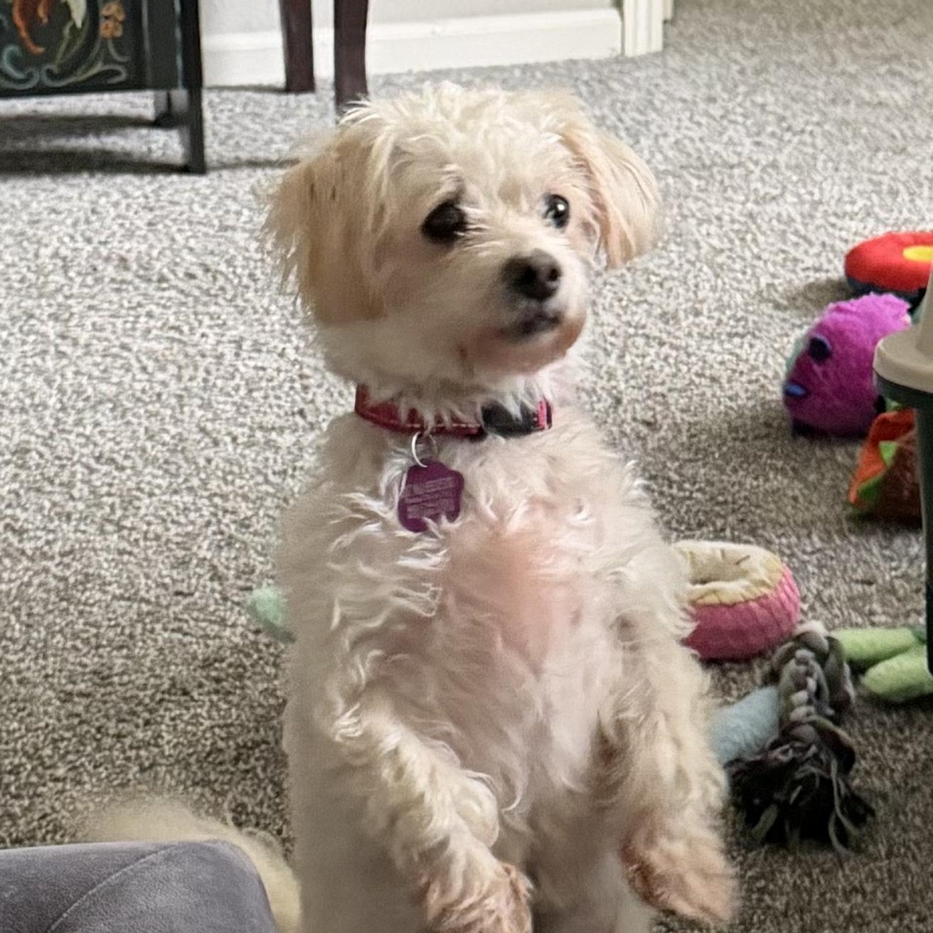 Enlarge Pippa, a Adoptable mixed breed in Omaha, NE image 6/6