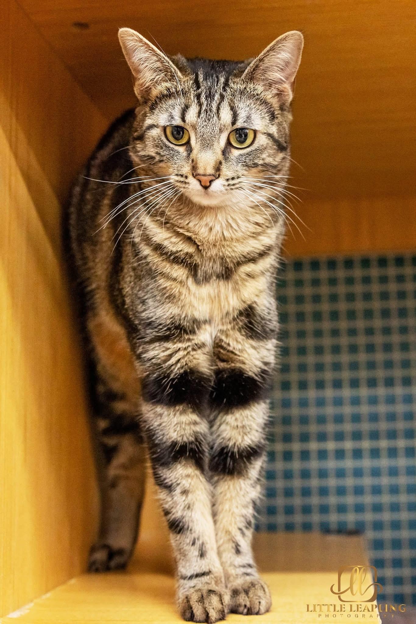 Enlarge Sam & Carly, an adopted Domestic Short Hair in Manhattan, KS image 1/3