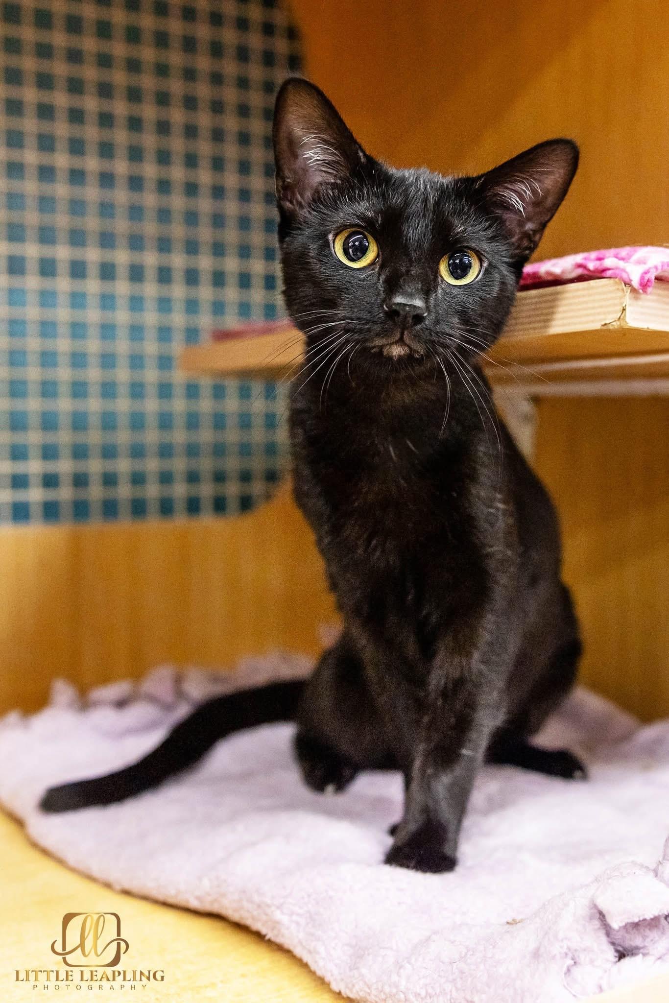 Enlarge Sam & Carly, an adopted Domestic Short Hair in Manhattan, KS image 3/3