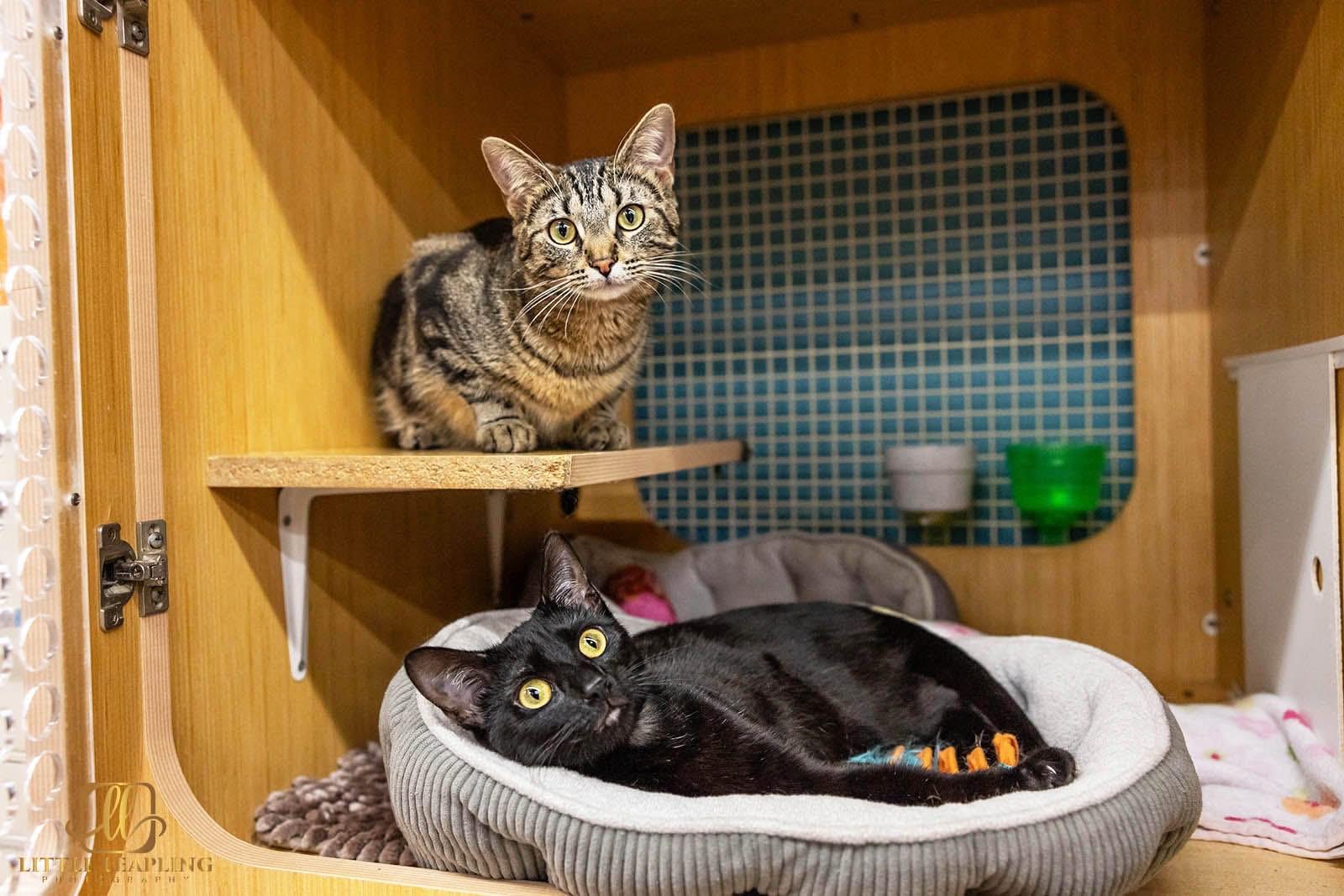 Enlarge Sam & Carly, an adopted Domestic Short Hair in Manhattan, KS image 2/3