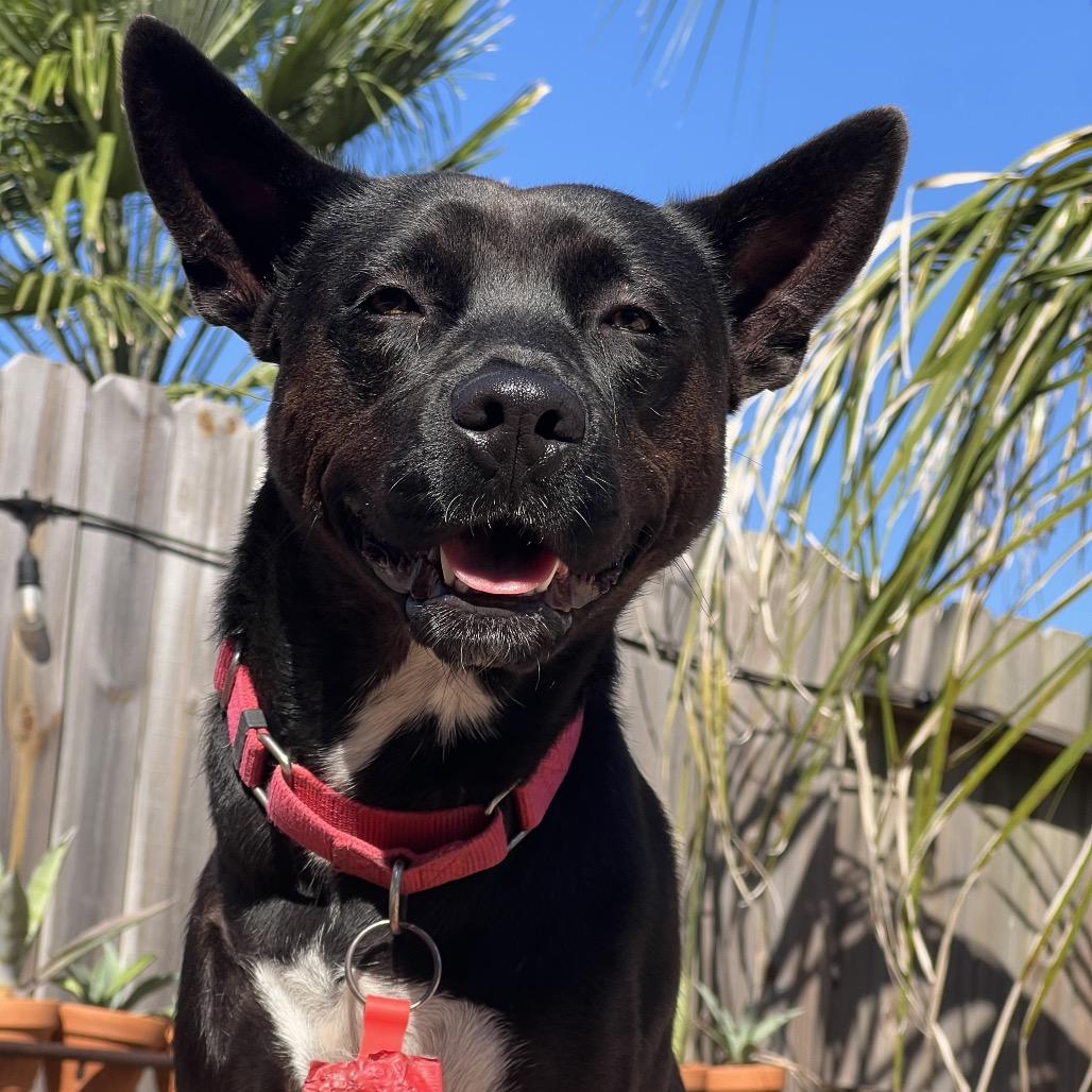 Evangeline, Adoptable, Adult Female Cattle Dog & Pit Bull Terrier.