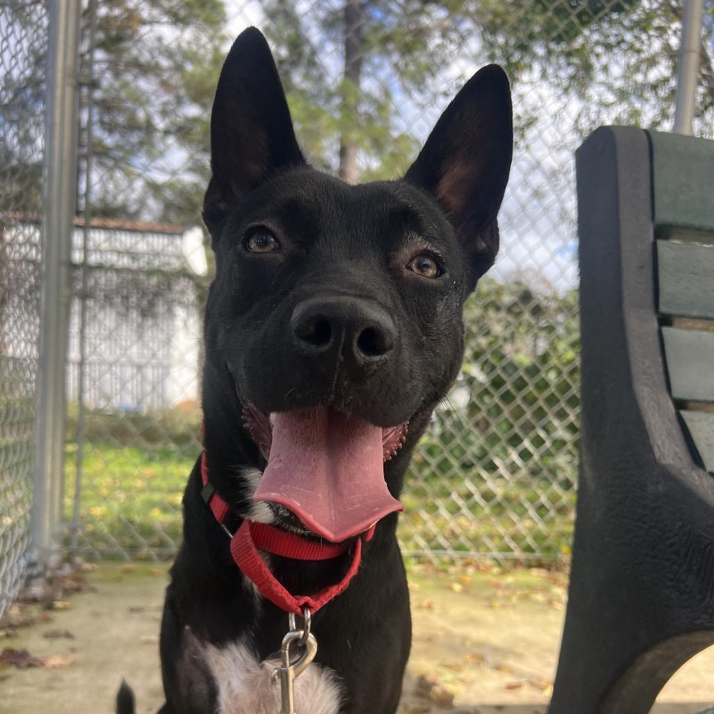 Evangeline, a Adoptable mixed breed in Middleton, WI image 2/6