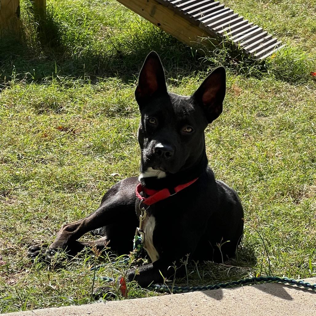 Evangeline, a Adoptable mixed breed in Middleton, WI image 3/6