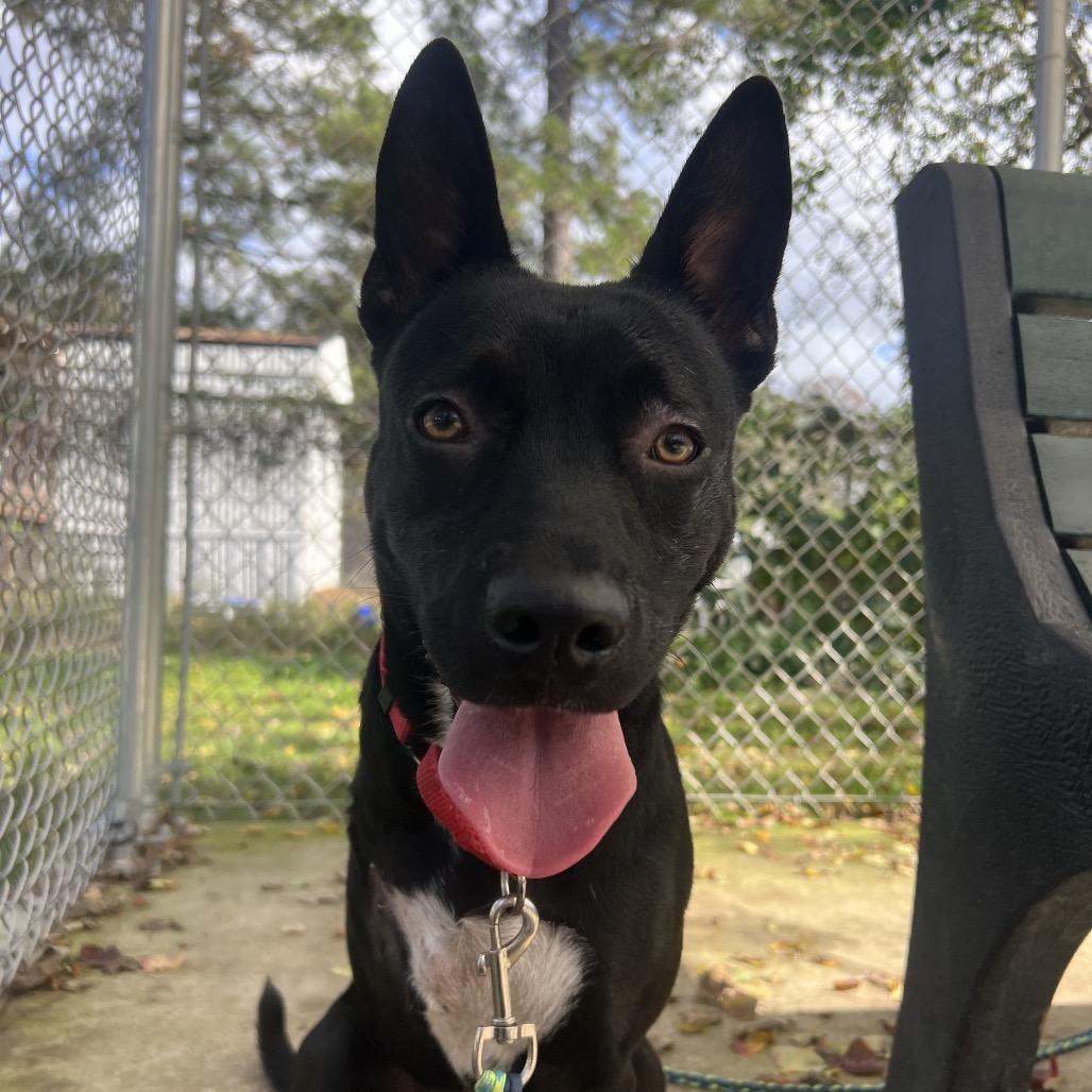 Evangeline, a Adoptable mixed breed in Middleton, WI image 4/6