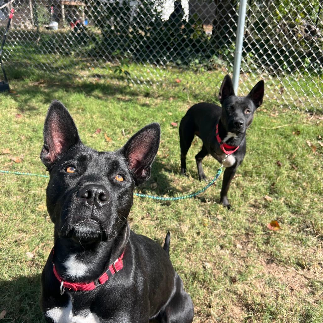 Evangeline, a Adoptable mixed breed in Middleton, WI image 5/6