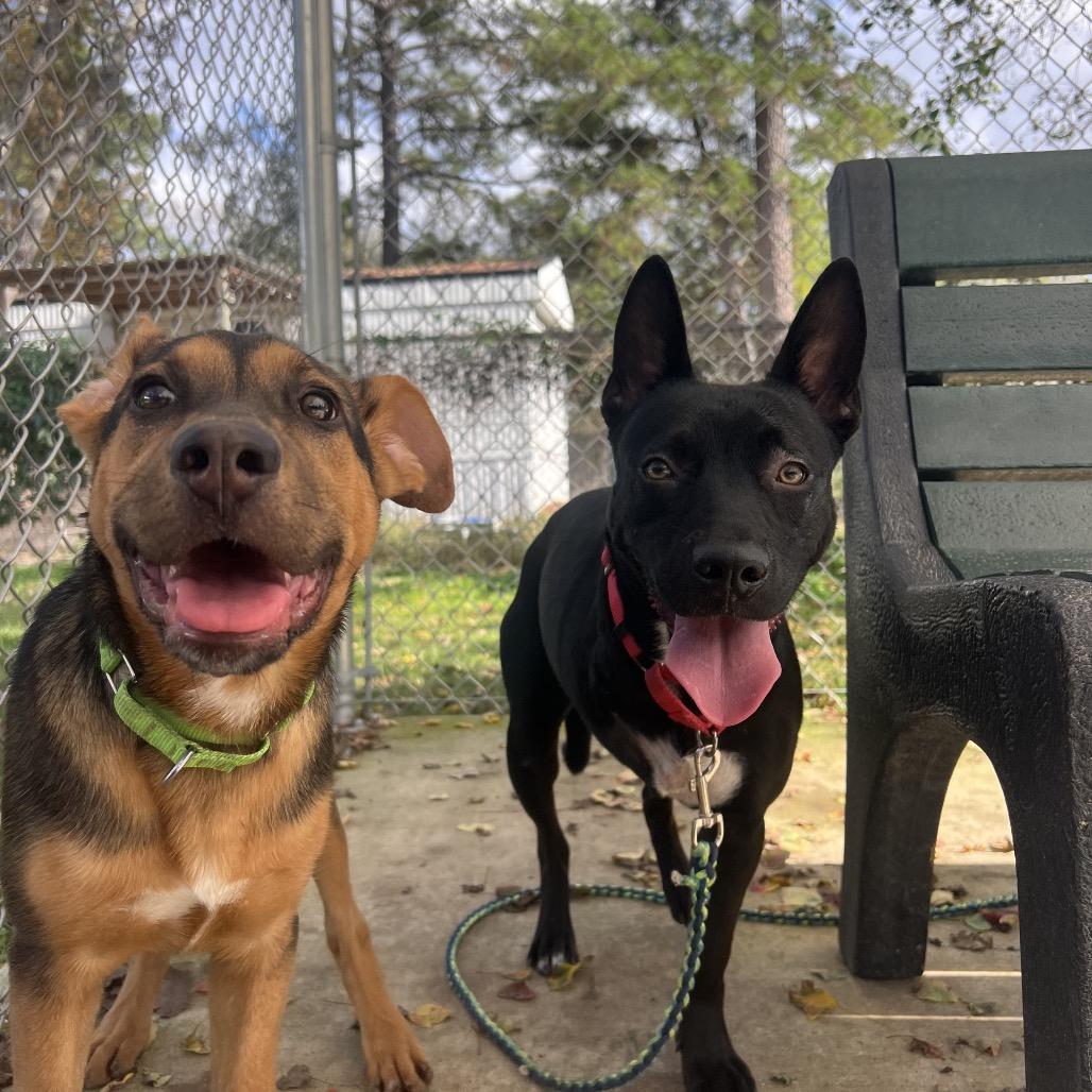 Evangeline, a Adoptable mixed breed in Middleton, WI image 6/6