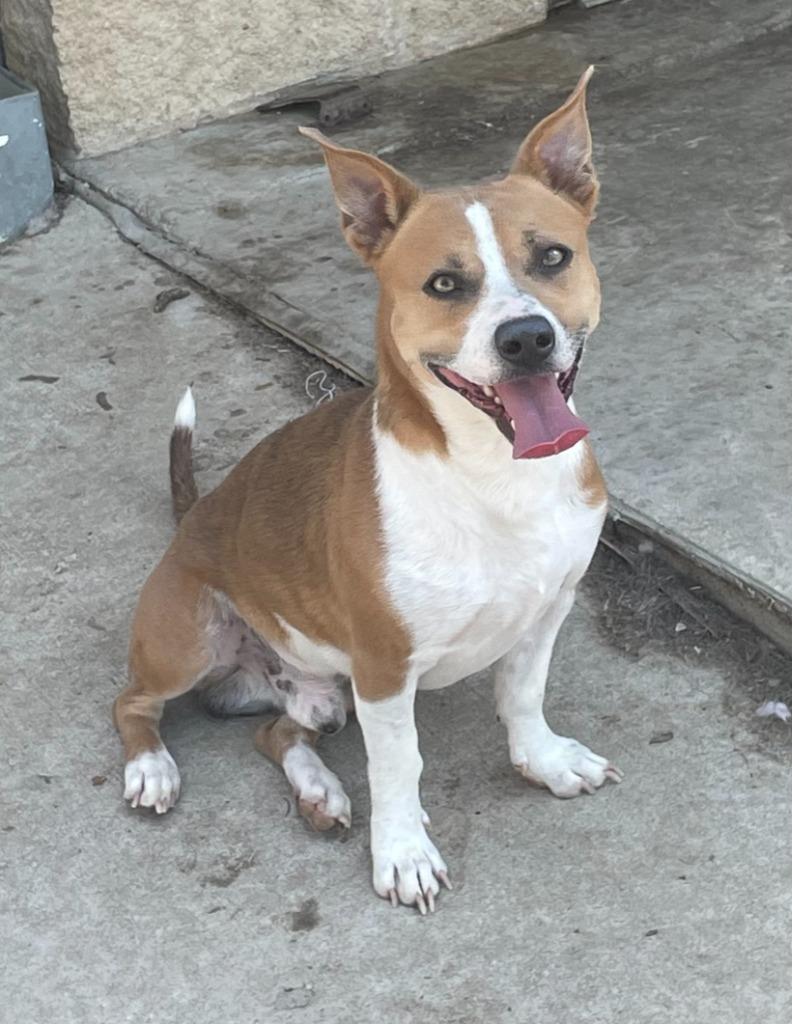 Enlarge Enzo, a Adoptable mixed breed in Little Elm, TX image 1/2