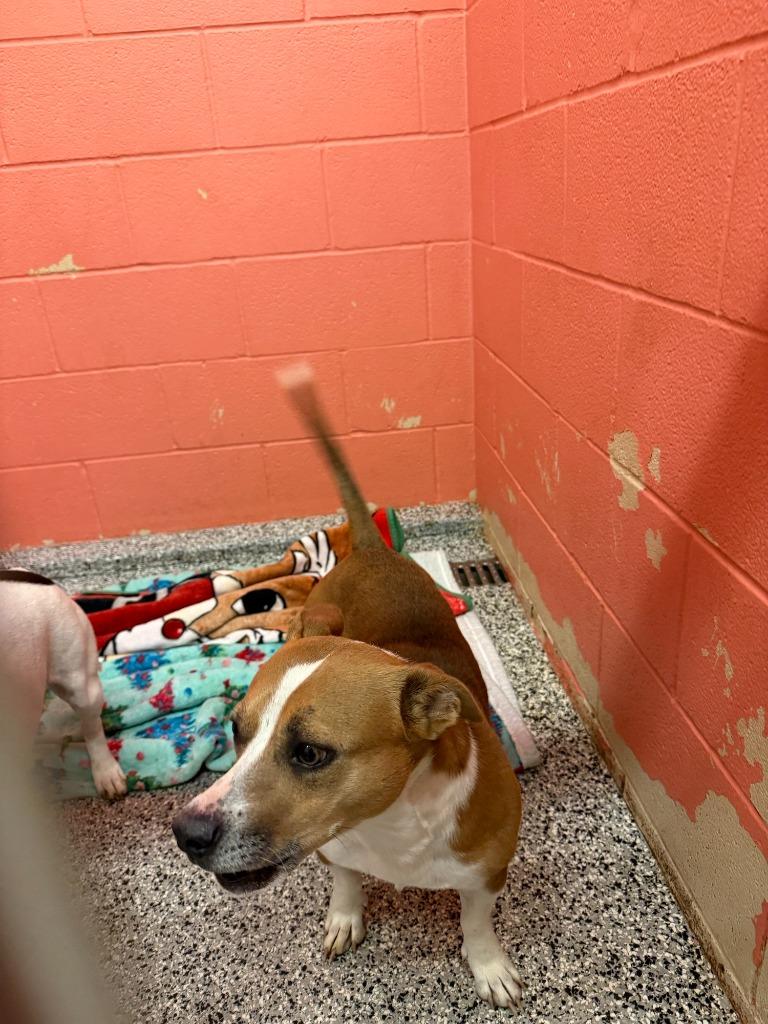 Enlarge Enzo, a Adoptable mixed breed in Little Elm, TX image 2/2