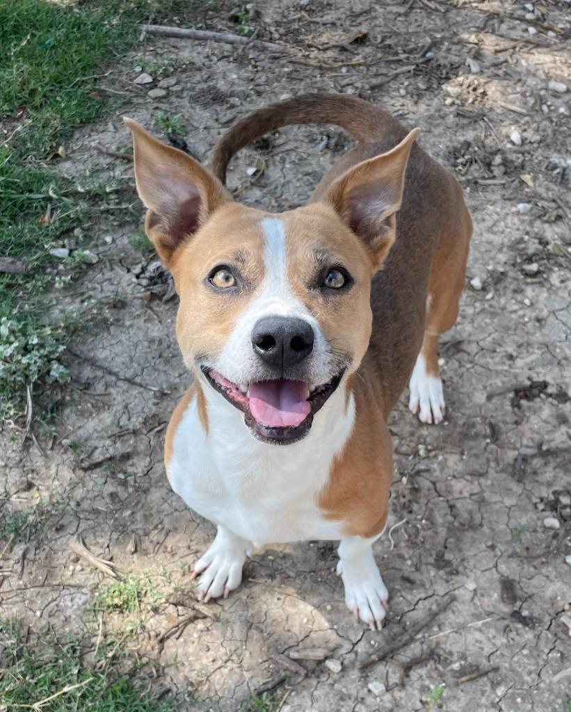 Enlarge Enzo, a Adoptable Terrier in Little Elm, TX image 3/3